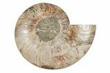 8.2" Agatized, Cut & Polished Ammonite Fossil - Madagasar - #191368-7